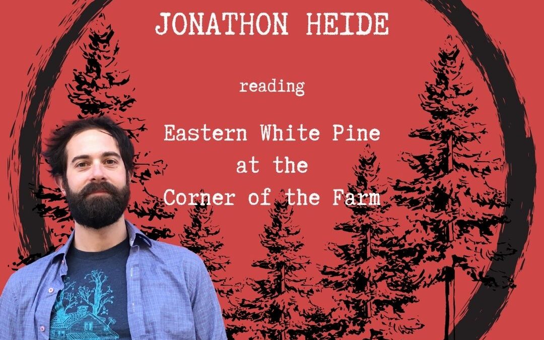 SWRS 006 | Eastern White Pine at the Corner of the Farm by Jonathon Heide