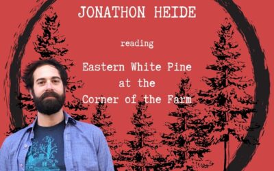 SWRS 006 | Eastern White Pine at the Corner of the Farm by Jonathon Heide